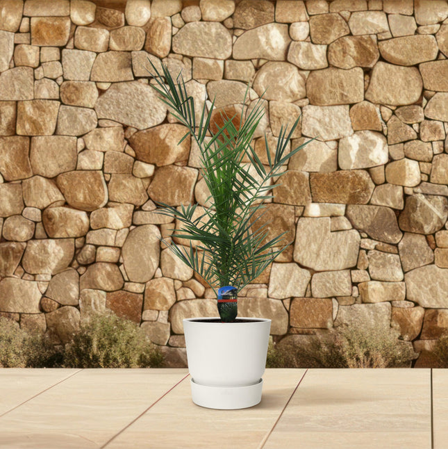 Palmier dattier des Canaries (Phoenix canariensis) - ↕90cm - Ø15cm