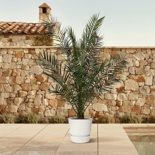 Palmier dattier des Canaries (Phoenix canariensis) - ↕180 cm - Ø24 cm