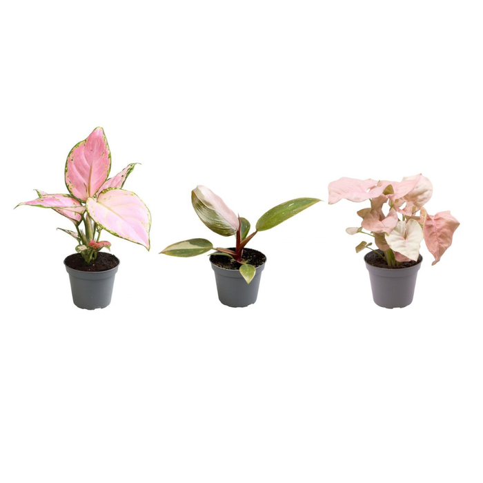 Plantenmix 3x -  Pink is the new green Ø6,5 cm - Plantenbox