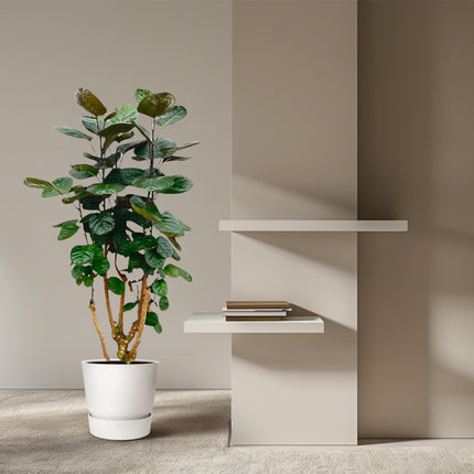 Polyscias Fabian - Aralia - ↕130cm - Ø24cm