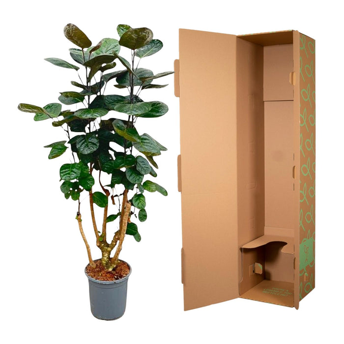 Polyscias Fabian - Aralia - ↕130cm - Ø24cm