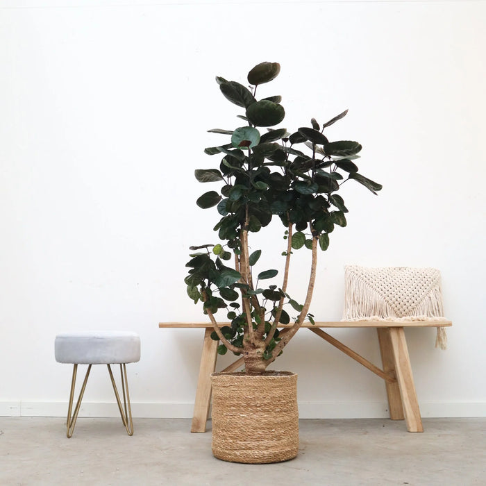 Polyscias Fabian - Aralia - ↕130cm - Ø24cm