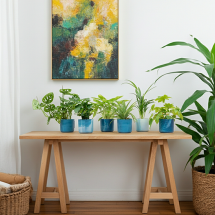 Overraskelsesæske - 6 planter inklusive elho Ocean Round Atlantic Blue - Ø14cm