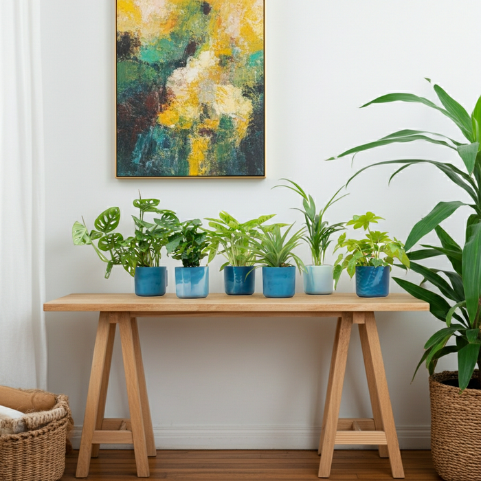 Verrassingsbox - 6 planten inclusief elho Ocean Round atlantisch blauw - Ø14cm