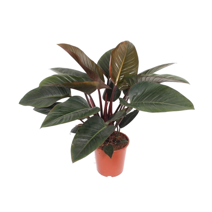 Philodendron Red Beauty - ↕100cm