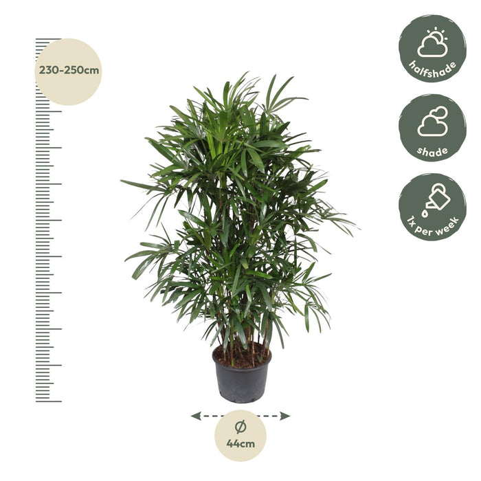 Rhapis Excelsa - Bamboepalm - ↕240cm - Ø44cm