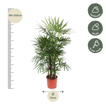Rhapis Excelsa - Palma de bambú - ↕190cm - Ø34cm