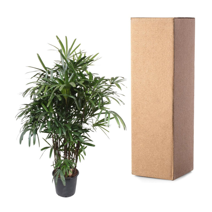 Rhapis Excelsa - Bamboepalm - ↕230cm - Ø40cm