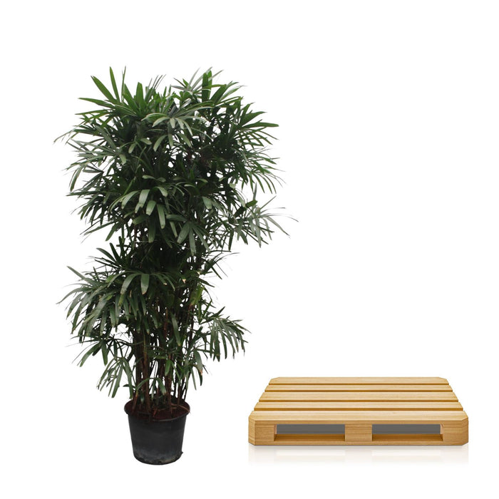 Rhapis Excelsa - Bamboepalm - ↕260cm - Ø50cm