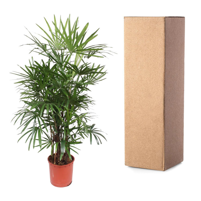 Rhapis Excelsa - Bamboepalm - ↕190cm - Ø34cm