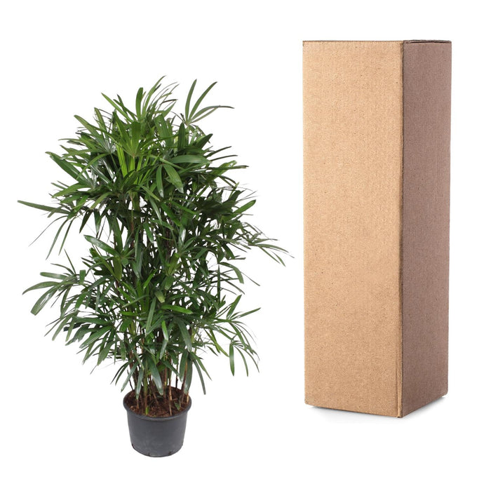Rhapis Excelsa - Bamboepalm - ↕240cm - Ø44cm