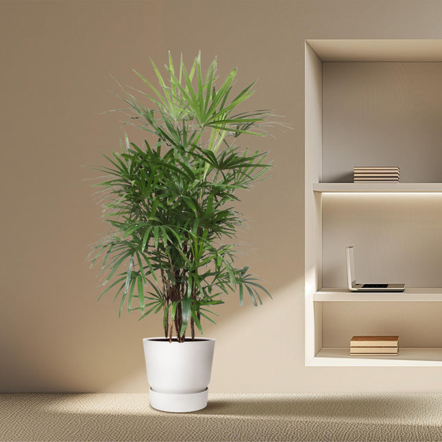 Rhapis Excelsa - Bamboo palm - ↕190cm - Ø34cm