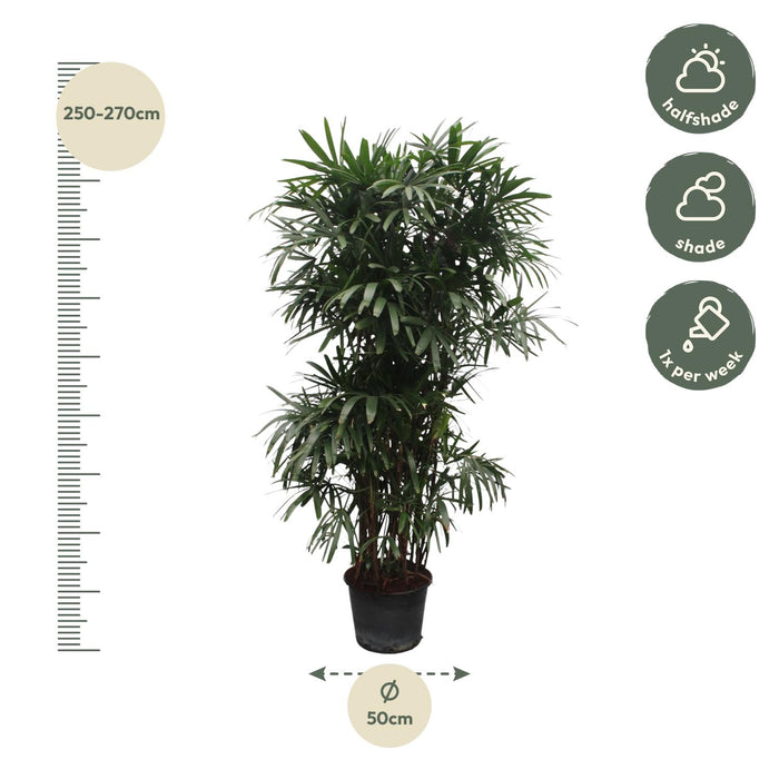 Rhapis Excelsa - Bamboepalm - ↕260cm - Ø50cm