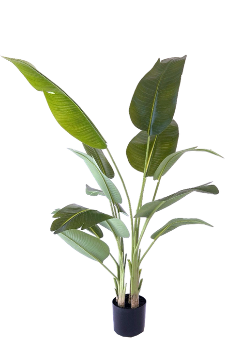 Kunstplant Strelitzia - ↕200cm