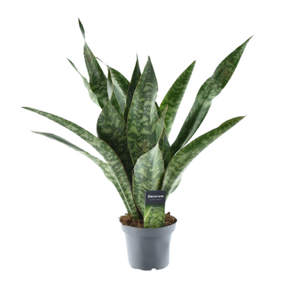 Sansevieria Aubrytniana Smok - ↕55cm - Ø14cm