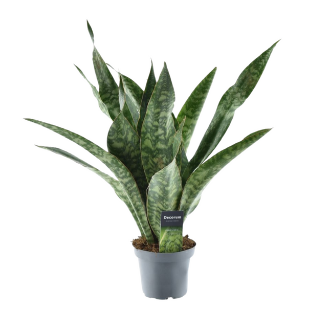 Sansevieria Aubrytniana Smok - ↕55cm - Ø14cm