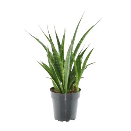 Sansevieria Kirkii - ↕38cm - Ø12cm - 3x