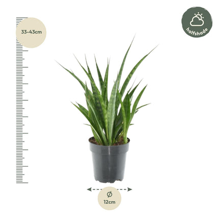 Sansevieria Kirkii - ↕38cm - Ø12cm - 3x