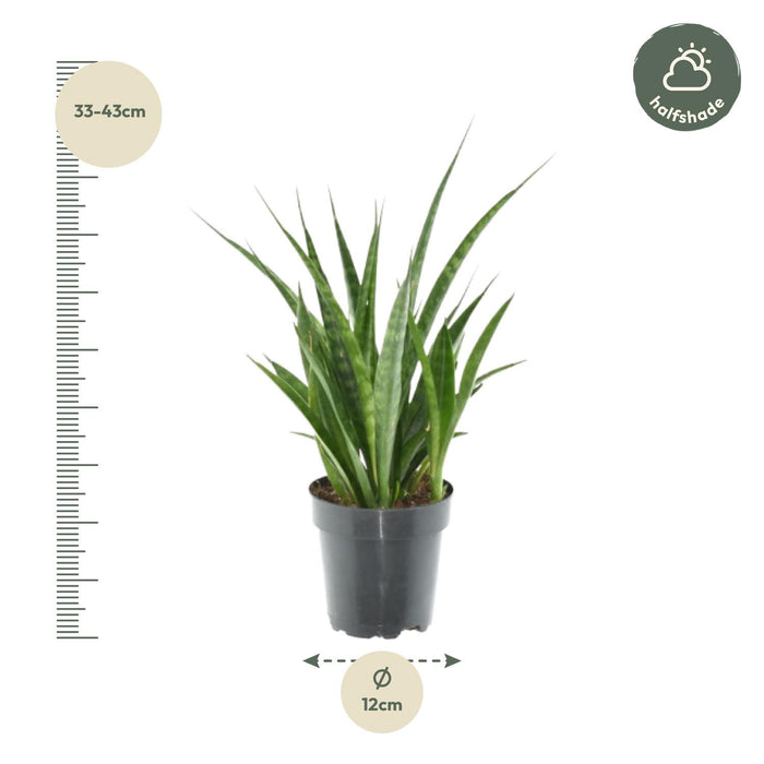 Sansevieria Kirkii - ↕38cm - Ø12cm - 3x