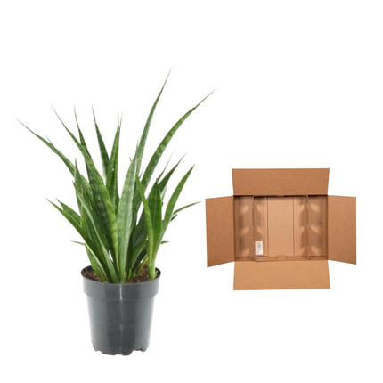 Sansevieria Kirkii - ↕38cm - Ø12cm - 3x