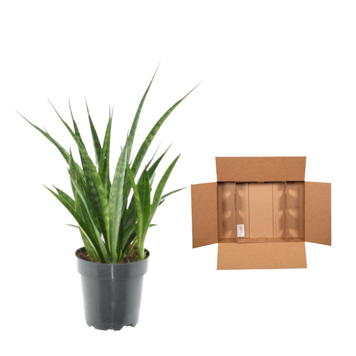 Sansevieria Kirkii - ↕38cm - Ø12cm - 3x