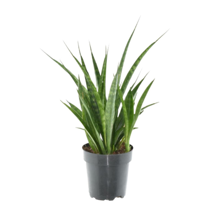 Sansevieria Kirkii - ↕38cm - Ø12cm - 3x