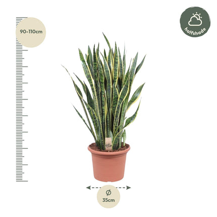 Sansevieria Laurentii - Schwiegermutterzunge - ↕100cm - Ø35cm