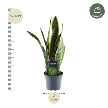 Sansevieria Laurentii - Planta Serpiente - ↕45cm - Ø12cm