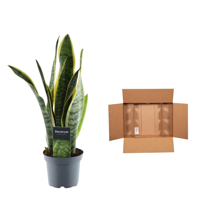 Sansevieria Laurentii - Vrouwentong - ↕45cm - Ø12cm