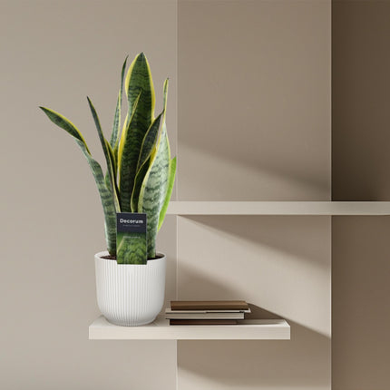 Sansevieria Laurentii - Planta Serpiente - ↕45cm - Ø12cm