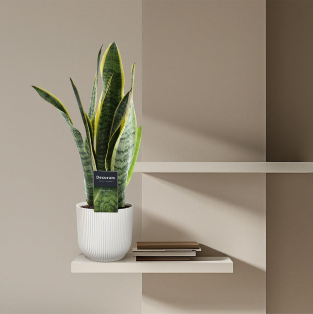 Sansevieria Laurentii - Pianta serpente - ↕45cm - Ø12cm