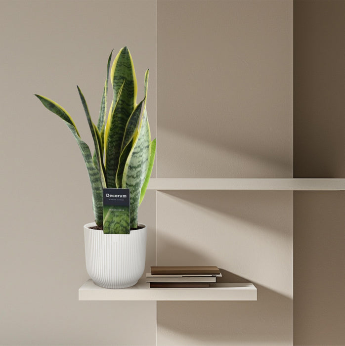 Sansevieria Laurentii - Vrouwentong - ↕45cm - Ø12cm