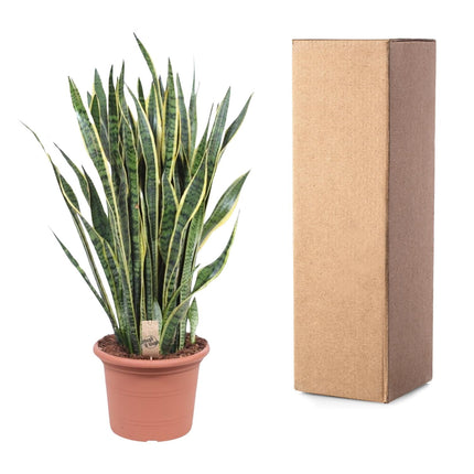 Sansevieria Laurentii - Schwiegermutterzunge - ↕100cm - Ø35cm