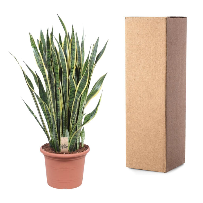 Sansevieria Laurentii - Vrouwentong - ↕100cm - Ø35cm