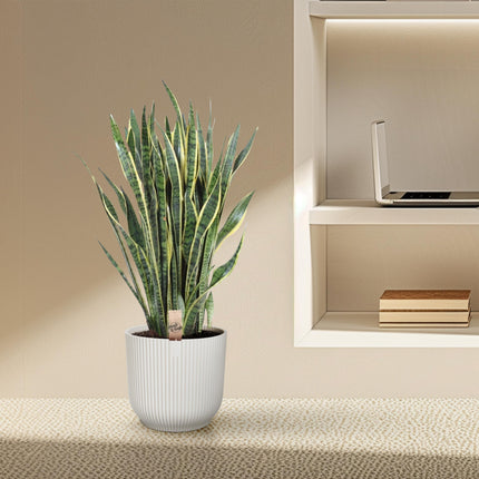 Sansevieria Laurentii - Schwiegermutterzunge - ↕100cm - Ø35cm