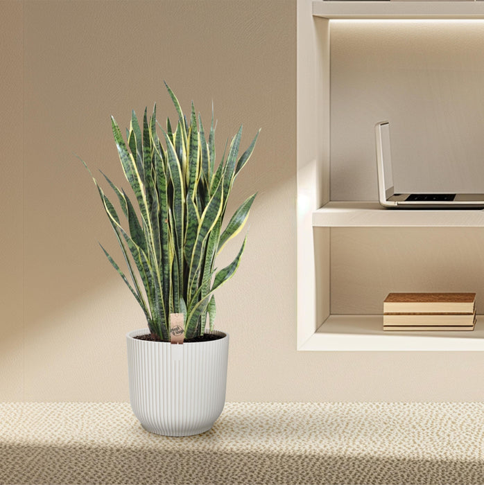 Sansevieria Laurentii - Vrouwentong - ↕100cm - Ø35cm