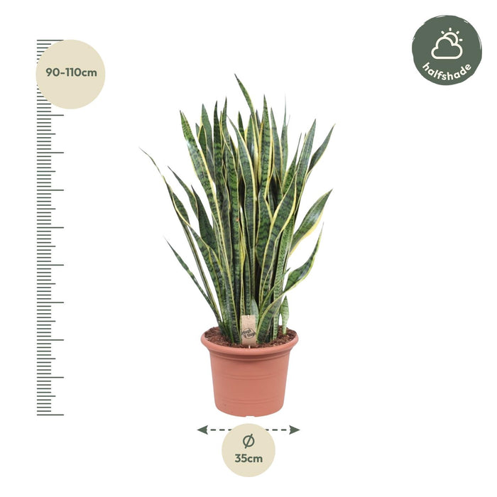 Sansevieria Laurentii - Vrouwentong - ↕100cm - Ø35cm