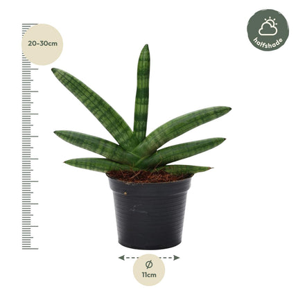 Sansevieria Skyline - ↕25cm - Ø11cm