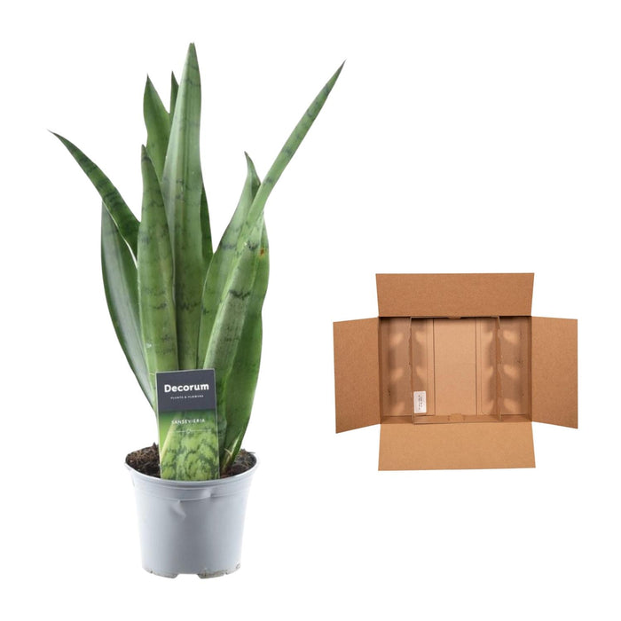 Sansevieria Spearmint - Vrouwentong - ↕45cm - Ø12cm
