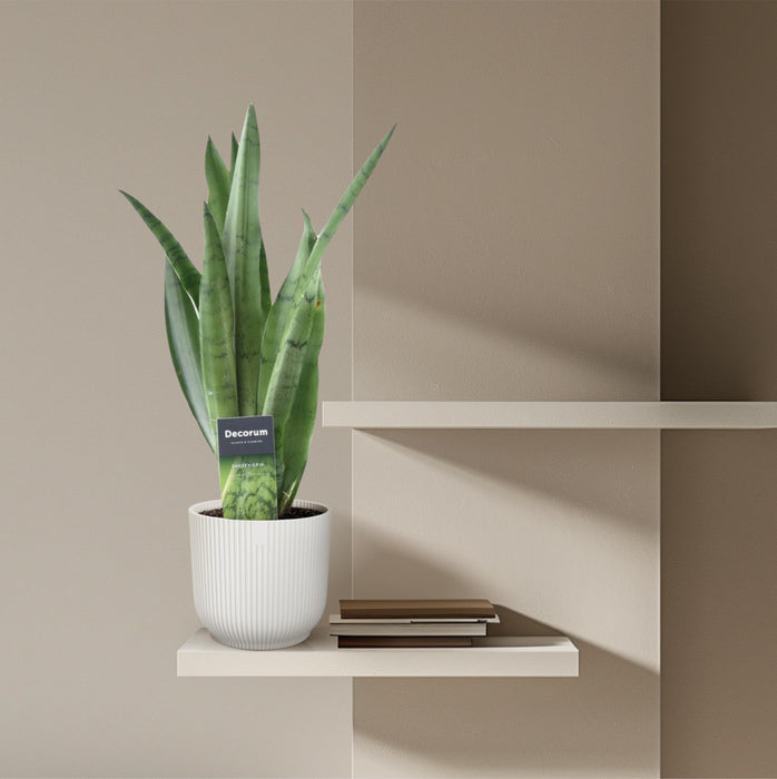 Sansevieria Spearmint - Vrouwentong - ↕45cm - Ø12cm