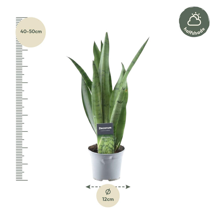 Sansevieria Spearmint - Vrouwentong - ↕45cm - Ø12cm