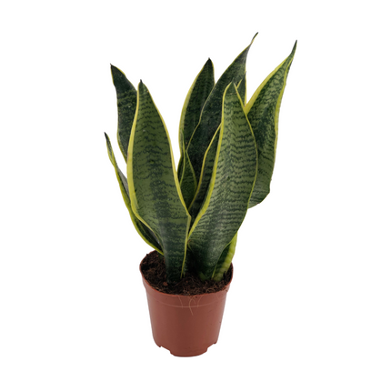 Sansevieria Superba - Snake Plant - ↕40cm - Ø12cm