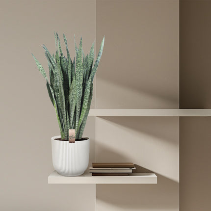 Sansevieria Zeylanica – Schwiegermutterzunge – ↕110 cm – Ø35 cm