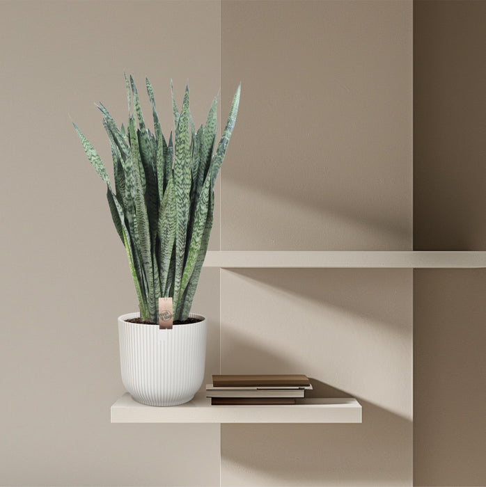 Sansevieria Zeylanica - Vrouwentong - ↕110cm - Ø35cm
