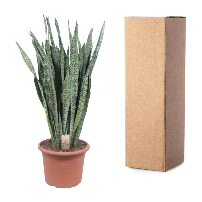 Sansevieria Zeylanica - Vrouwentong - ↕110cm - Ø35cm