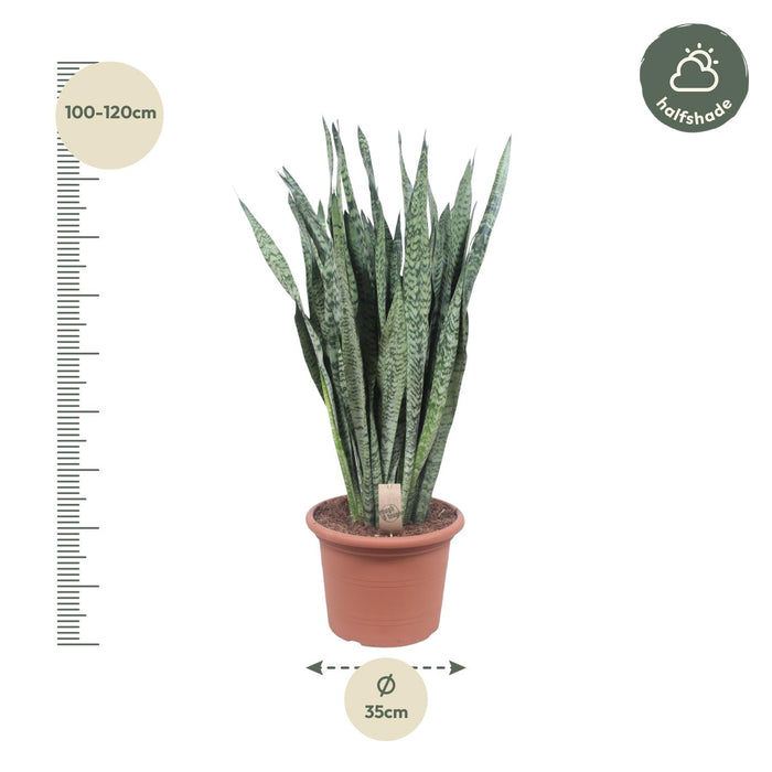 Sansevieria Zeylanica - Vrouwentong - ↕110cm - Ø35cm