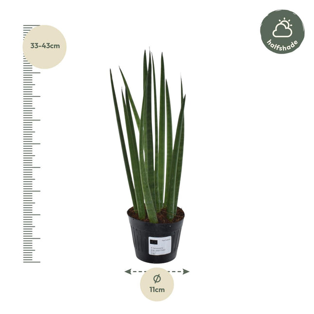 Sansevieria Cylindrica Bacularis - ↕38cm - Ø10,5cm