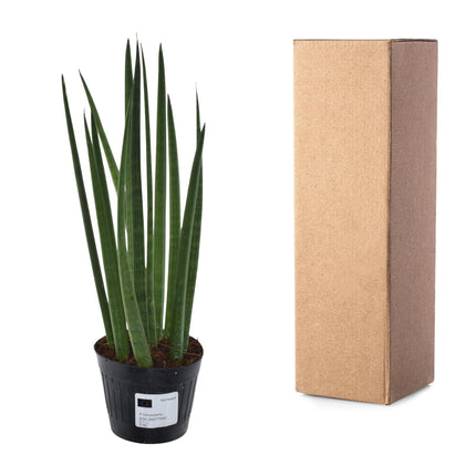 Sansevieria Cylindrica Bacularis – ↕38 cm – Ø10,5 cm