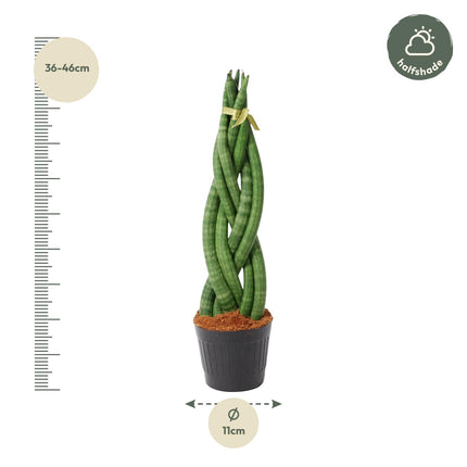 Sansevieria Cylindrica 'Twist' - ↕40cm - Ø10.5cm