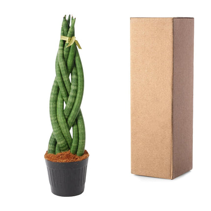 Sansevieria Cylindrica 'Twist' - ↕40cm - Ø10.5cm